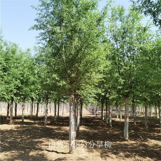 四川綿陽(yáng)旱柳,青皮柳