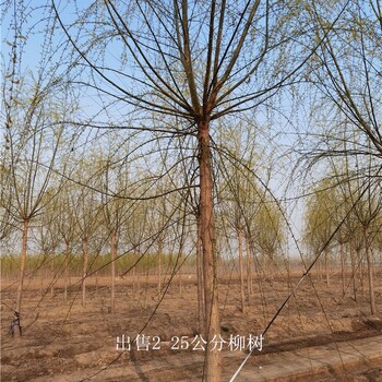 江蘇鎮江柳樹