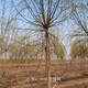 柳樹報價圖