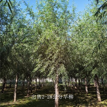 湖南衡陽旱柳供應(yīng),規(guī)格全