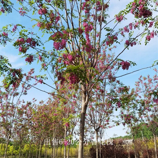 云南怒江香花槐,紅花槐