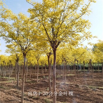 寧夏銀川金葉槐報價,國槐樹