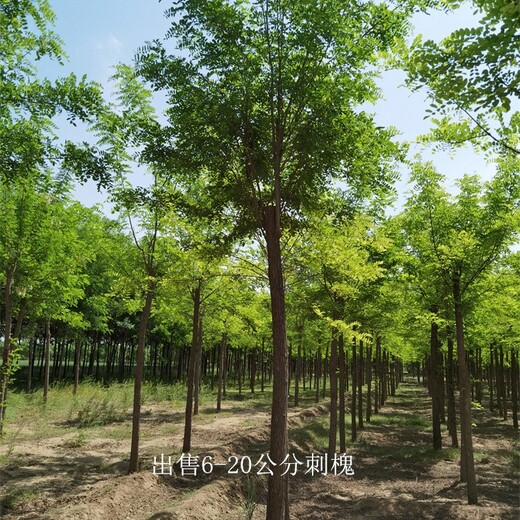 遼寧沈陽刺槐批發(fā),洋槐樹
