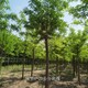 白花刺槐圖