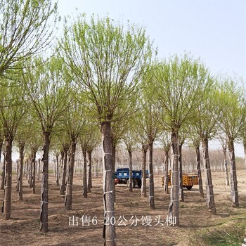 云南楚雄饅頭柳產地,景觀價值高
