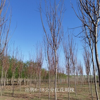 批量直供-世澤園林-支持基地考察-5公分紅花刺槐