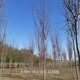 樂(lè)山紅花刺槐圖