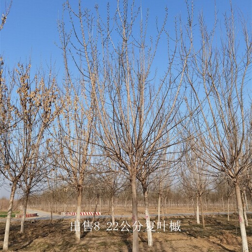 易成活好栽培-8公分復葉槭