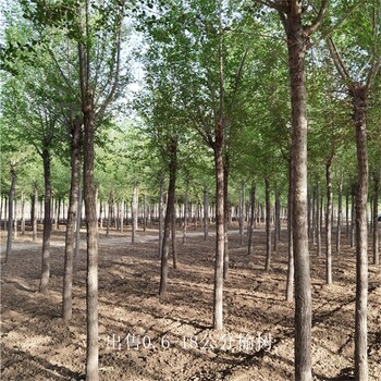 寧夏石嘴山榆樹基地,規格全