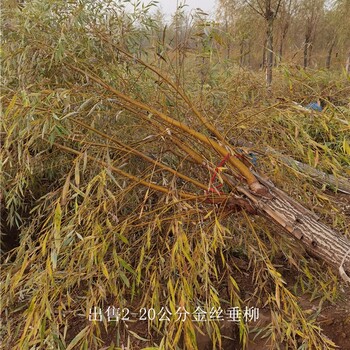 金絲柳苗木-工程種植-世澤園林-全國配送-質量優良