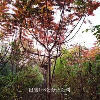 安徽淮南火炬樹產(chǎn)地,高存活率