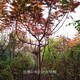 火炬樹(shù)價(jià)格圖