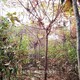 襄陽火炬樹圖