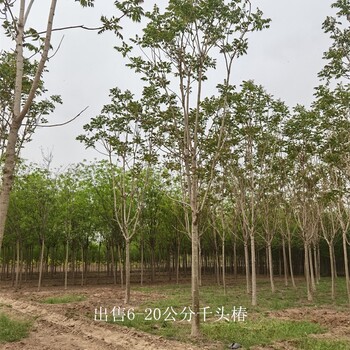 重慶沙坪壩千頭椿價格,紅葉椿