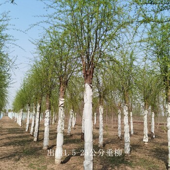 新疆昆玉垂柳,青皮垂柳