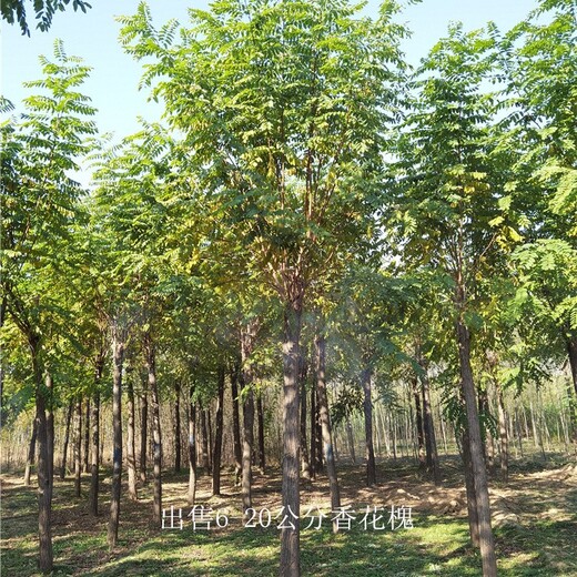 世澤園林-15公分香花槐-庫存充足-客戶現(xiàn)場選樹