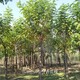 香花槐樹圖