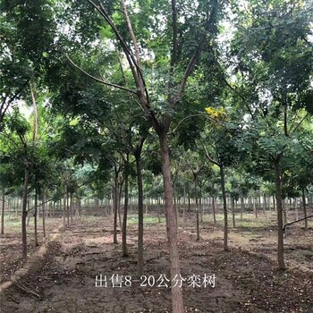 內蒙古赤峰欒樹價格,北方欒樹