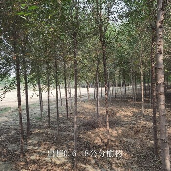 甘肅武威榆樹,規格全