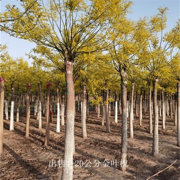 矮桿金葉槐-廠家批發-世澤園林-土球完好-基地現挖