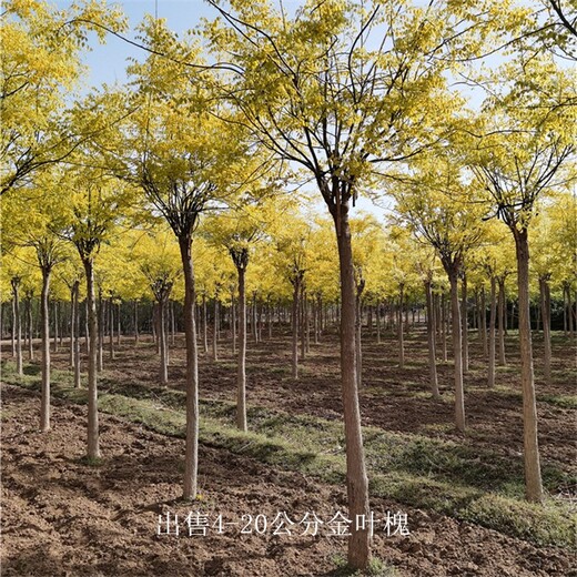 批發基地-世澤園林-科學管理-金枝國槐金葉國槐