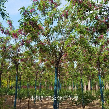 河南安阳香花槐