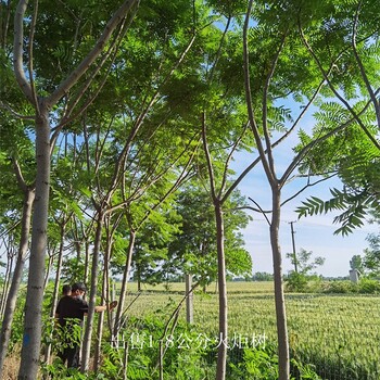世澤園林-綠化種植-3公分火炬樹-分枝點一致