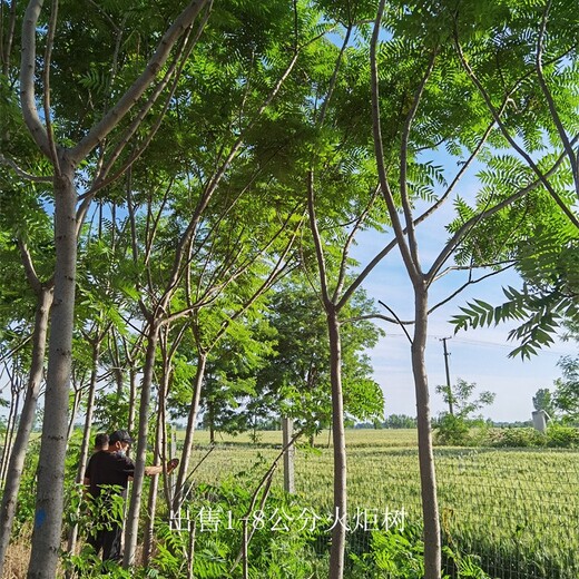青海玉樹火炬樹基地,適應(yīng)性廣