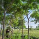 寧夏火炬樹(shù)圖