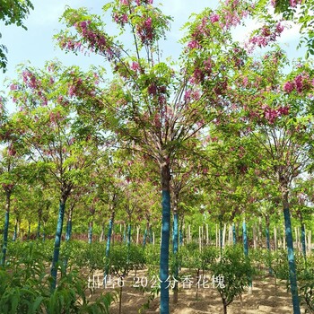 上海黄浦香花槐树