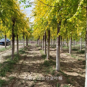 山西金葉榆,黃葉榆