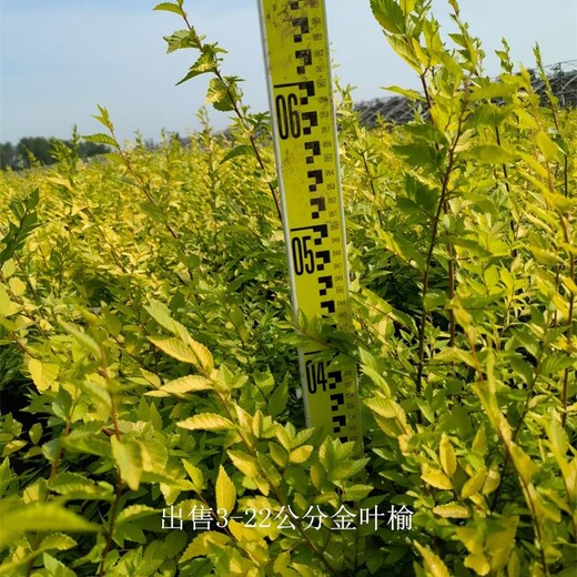 湖北随州金叶榆产地