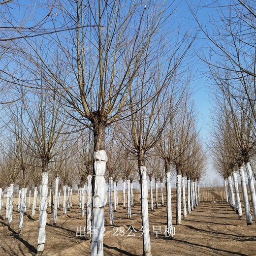 新疆石河子旱柳树