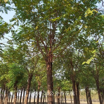 西藏山南香花槐树