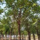 中衛香花槐圖