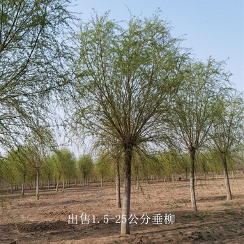 安徽安慶垂柳樹苗