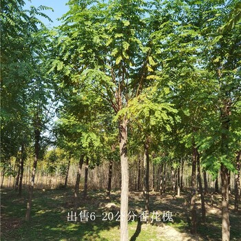 新疆吐鲁番香花槐树,质量优良