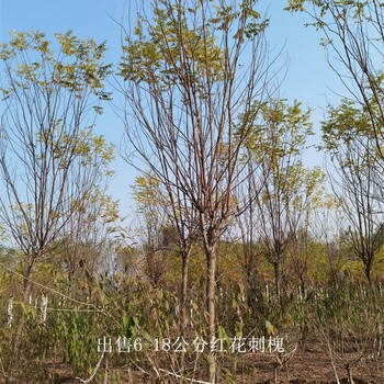 重庆永川红花刺槐,红花槐树