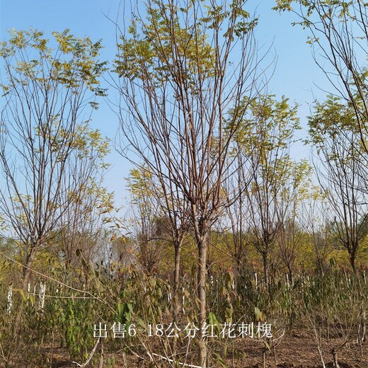 安徽宣城紅花刺槐基地