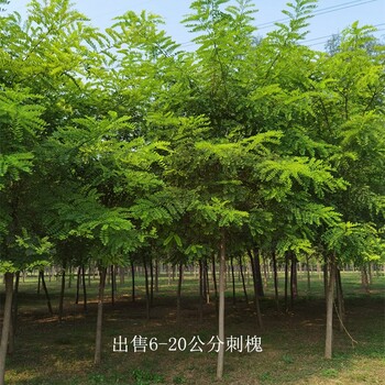 云南西雙版納刺槐,洋槐樹