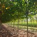 世泽园林-苗木种植-8公分法桐-易管理-欢迎采购