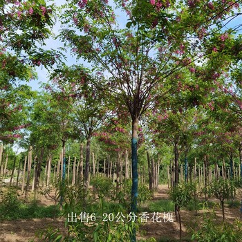 上海闸北香花槐批发,红花槐