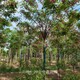 甘肅香花槐圖