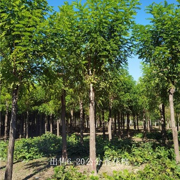 新疆昆玉香花槐