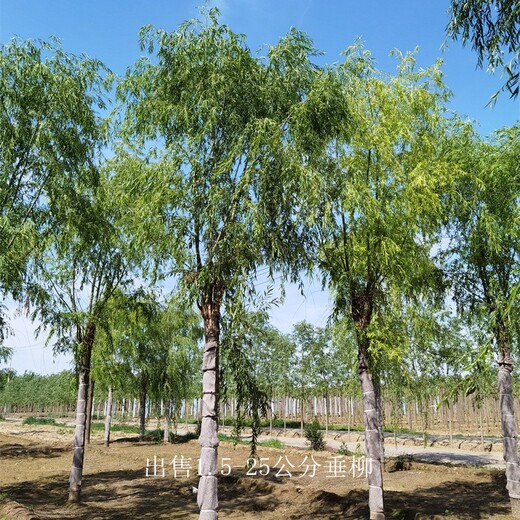 世澤園林-廠家供應(yīng)-垂柳-景區(qū)觀賞-質(zhì)量優(yōu)良