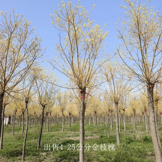 河南開封金枝槐批發(fā),樹大型好