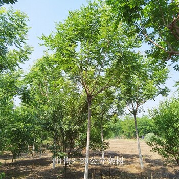 世澤園林,批發(fā)基地,北方欒樹(shù),冠幅飽滿,技術(shù)指導(dǎo)
