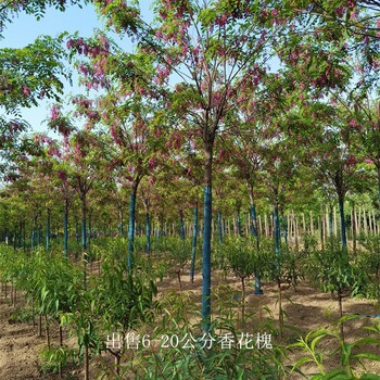 新疆昆玉香花槐