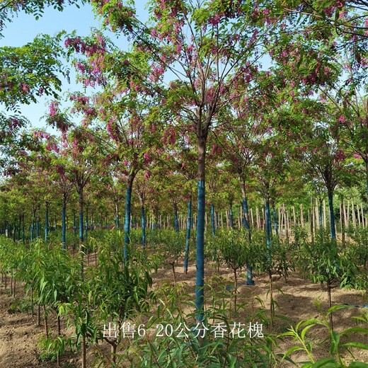 重慶璧山香花槐產(chǎn)地