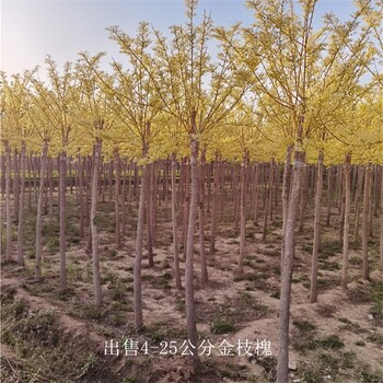 湖北隨州金枝槐出售,金枝國槐